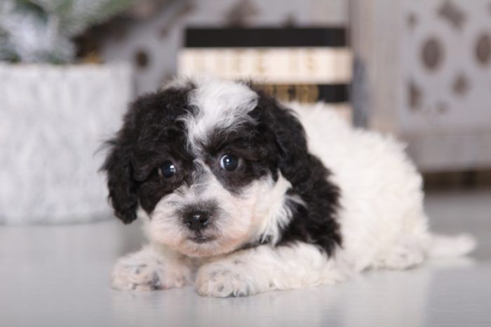 Hadley- Loving Poochon - Image 3