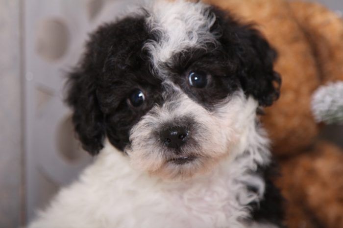 Hadley- Loving Poochon - Image 4