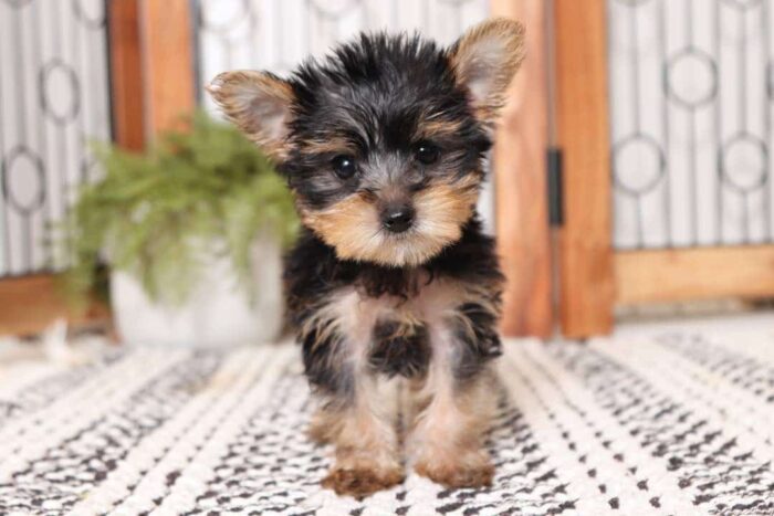 Hallie- Tiny Little Toy Female Yorkie