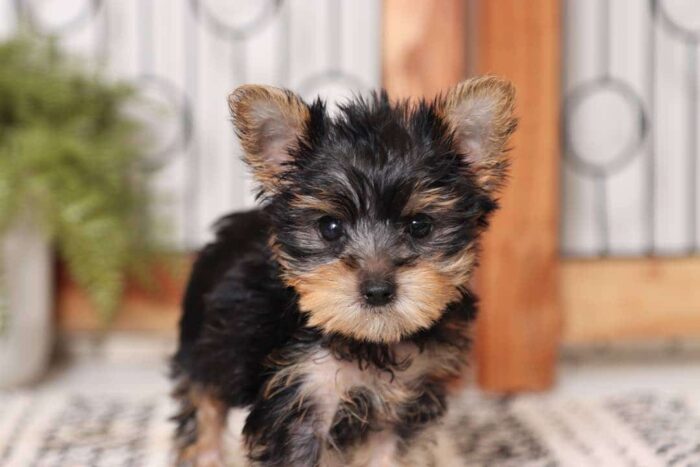 Hallie- Tiny Little Toy Female Yorkie - Image 2