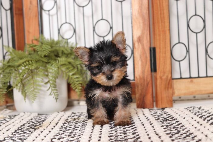 Hallie- Tiny Little Toy Female Yorkie - Image 3