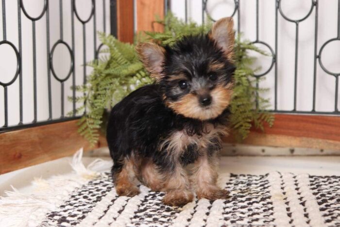 Hallie- Tiny Little Toy Female Yorkie - Image 4