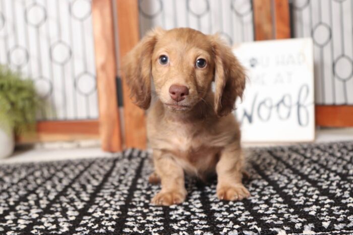 Ham - Cool ACA Male Long Hair Dachshund Puppy