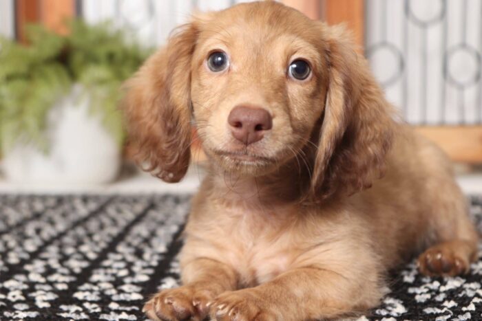 Ham - Cool ACA Male Long Hair Dachshund Puppy - Image 2