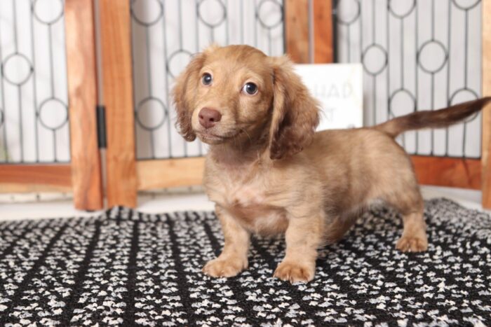 Ham - Cool ACA Male Long Hair Dachshund Puppy - Image 3