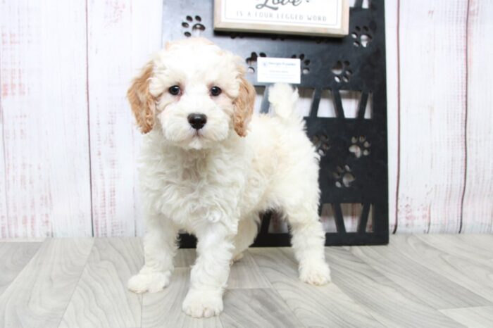 Hamilton- Dapper Red/White Mini Male Goldendoodle Puppy