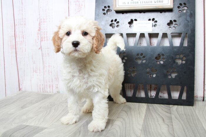 Hamilton- Dapper Red/White Mini Male Goldendoodle Puppy - Image 2