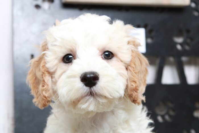 Hamilton- Dapper Red/White Mini Male Goldendoodle Puppy - Image 4