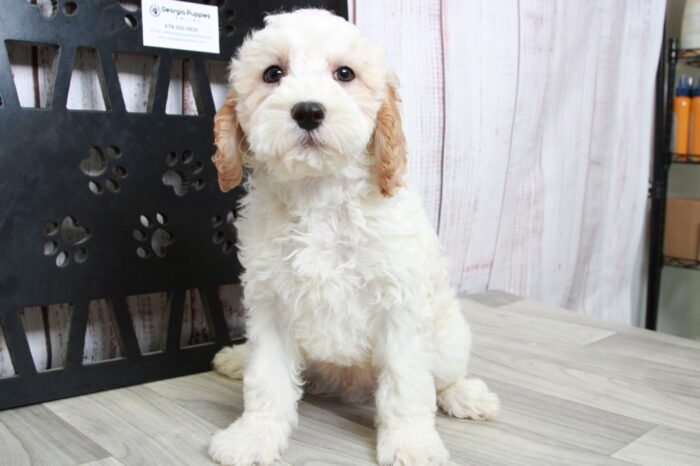 Hamilton- Dapper Red/White Mini Male Goldendoodle Puppy - Image 3