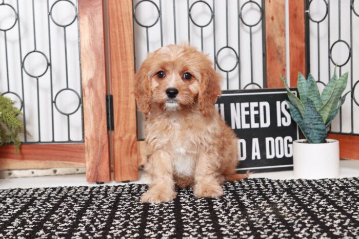 Happy- Fantastic Little Red Female Cavapoo Puppy