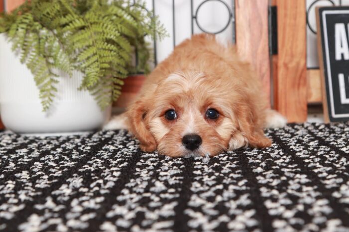 Happy- Fantastic Little Red Female Cavapoo Puppy - Image 2