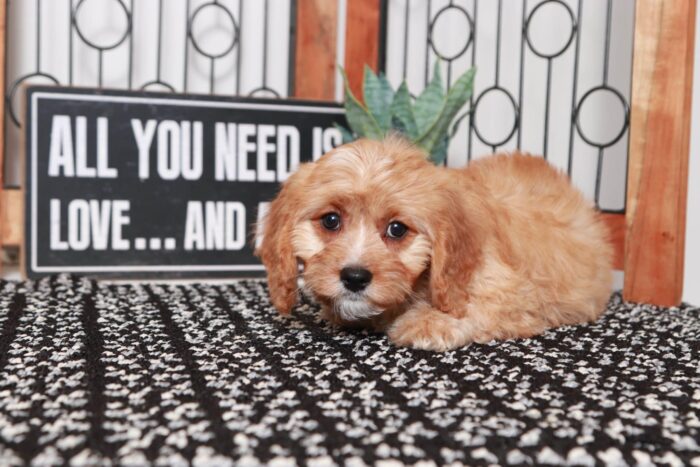 Happy- Fantastic Little Red Female Cavapoo Puppy - Image 3