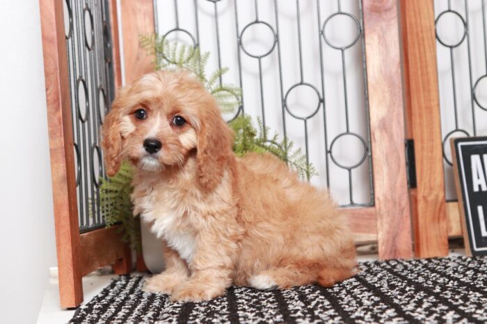 Happy- Fantastic Little Red Female Cavapoo Puppy - Image 4