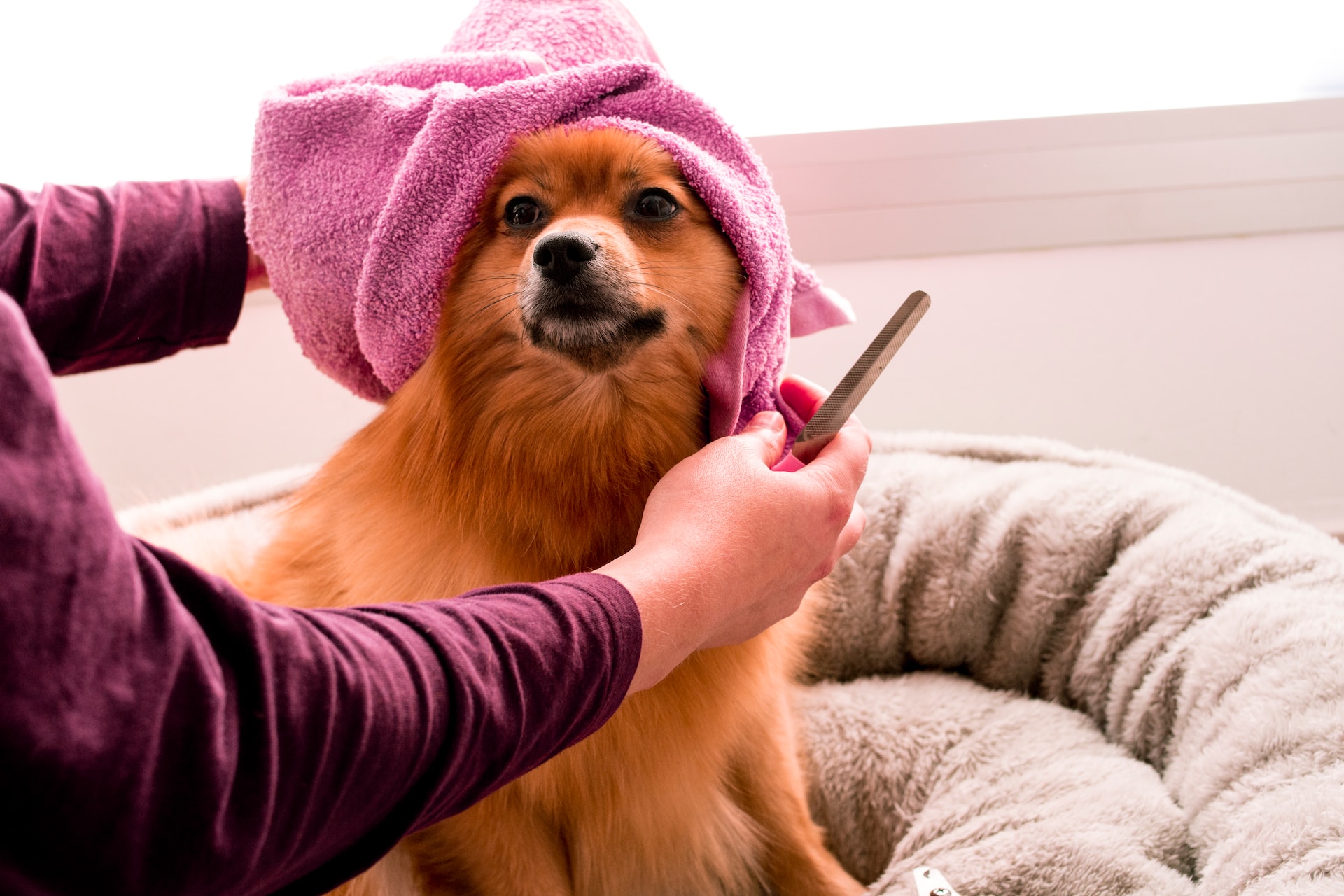 Versatile Puppy Grooming Tools