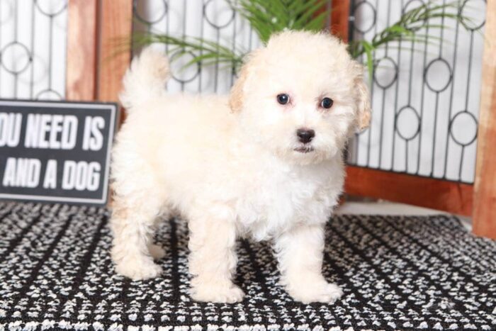 Hayward- Amazing Little Apricot Male Poochon Puppy