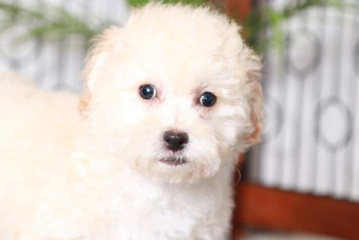 Hayward- Amazing Little Apricot Male Poochon Puppy - Image 2