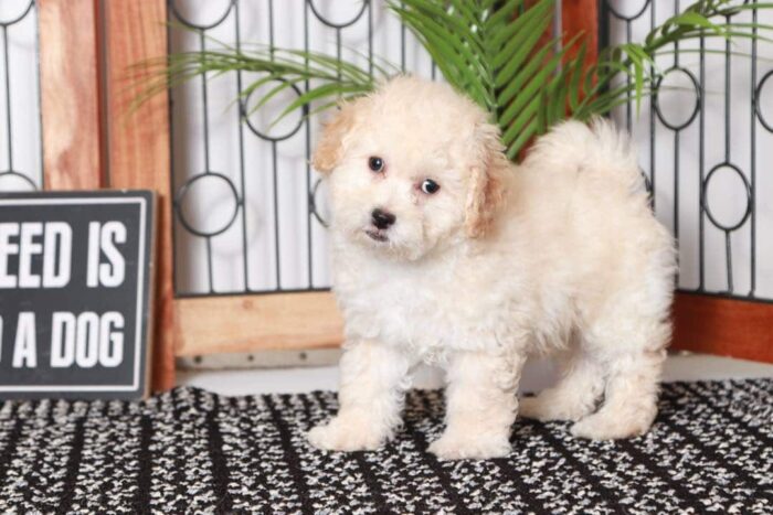 Hayward- Amazing Little Apricot Male Poochon Puppy - Image 3