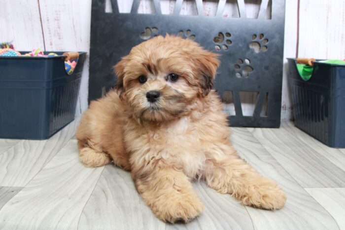 Hector - Handsome Red Male Shih-Poo Puppy