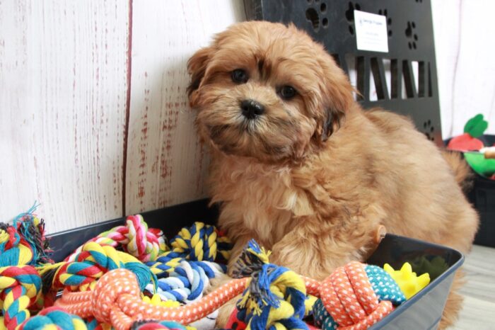 Hector - Handsome Red Male Shih-Poo Puppy - Image 2