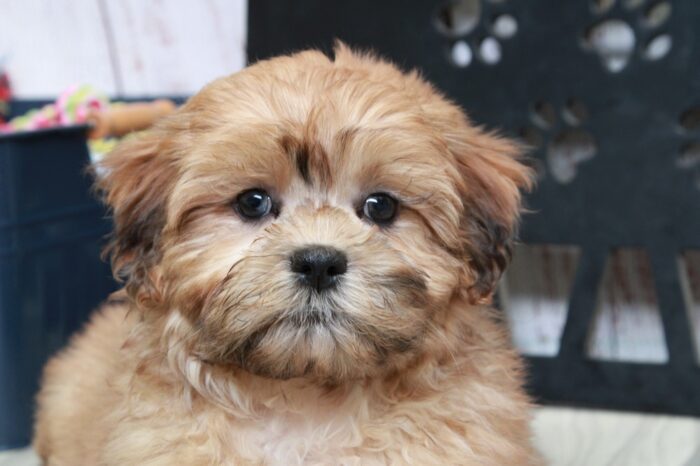 Hector - Handsome Red Male Shih-Poo Puppy - Image 6