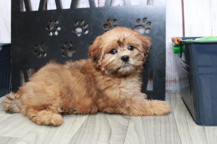 Hector - Handsome Red Male Shih-Poo Puppy - Image 5