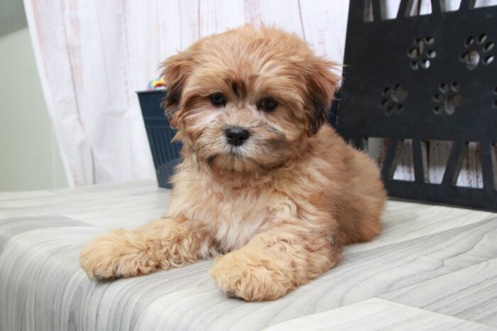 Hector - Handsome Red Male Shih-Poo Puppy - Image 4