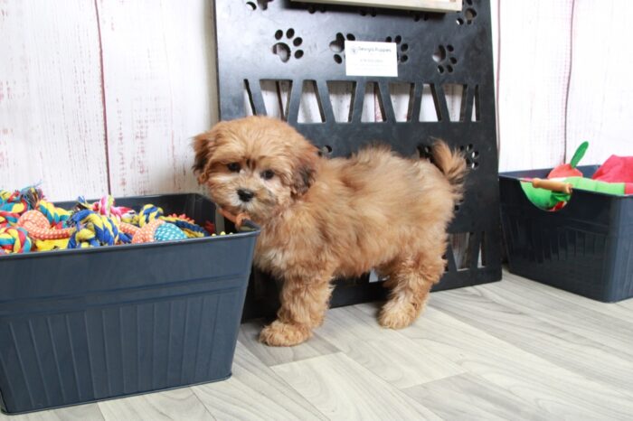 Hector - Handsome Red Male Shih-Poo Puppy - Image 3