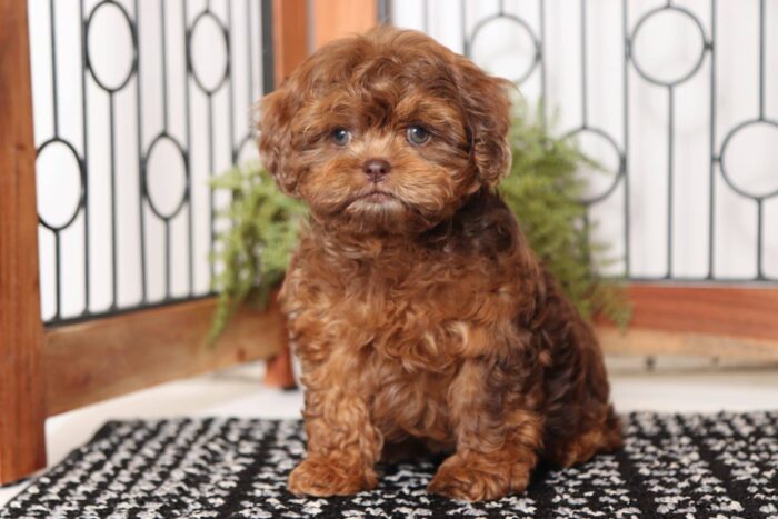 Hershey - Dapper Chocolate Merle Male Shih-poo Puppy