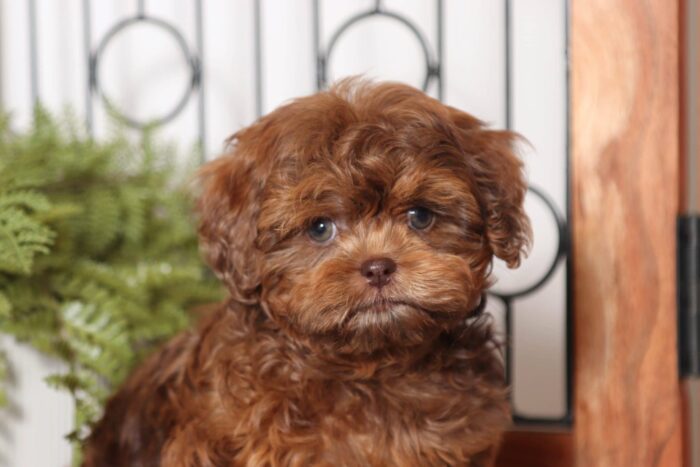 Hershey - Dapper Chocolate Merle Male Shih-poo Puppy - Image 2