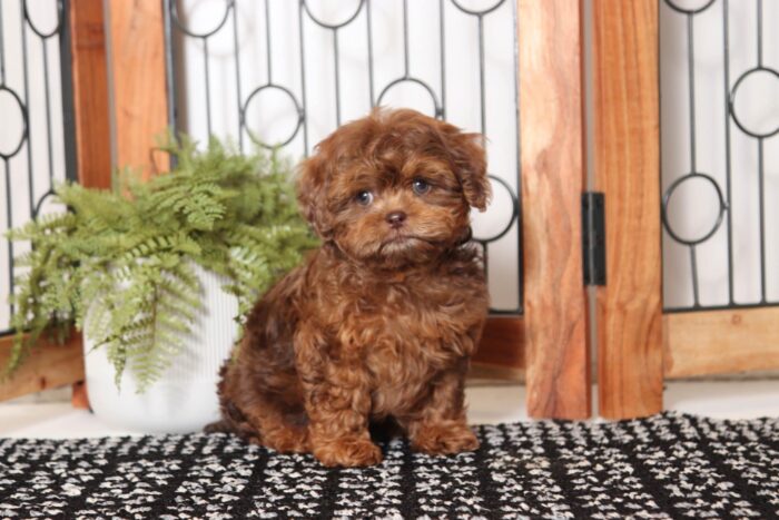 Hershey - Dapper Chocolate Merle Male Shih-poo Puppy - Image 3