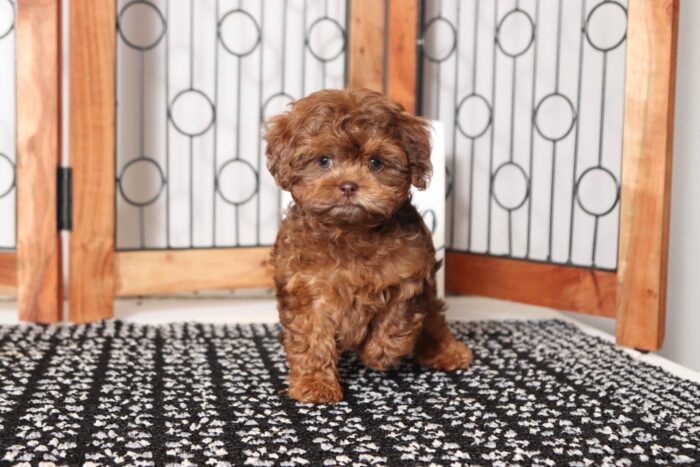 Hershey - Dapper Chocolate Merle Male Shih-poo Puppy - Image 4