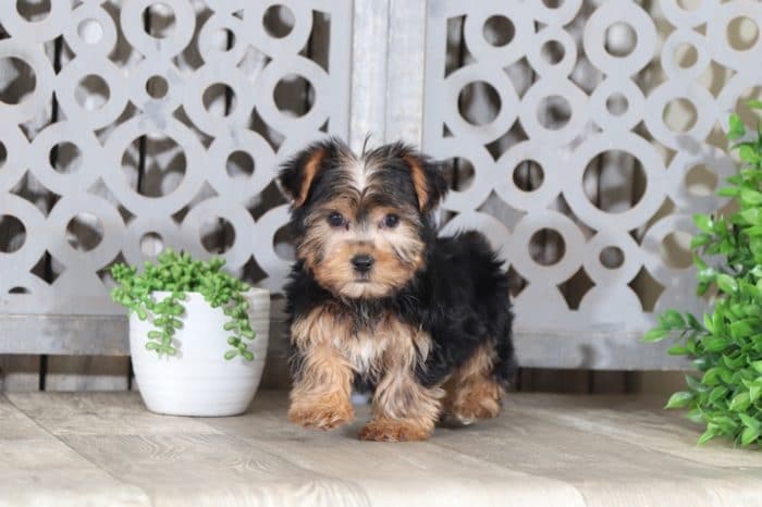 Hops - Adorable Yorkie Puppy