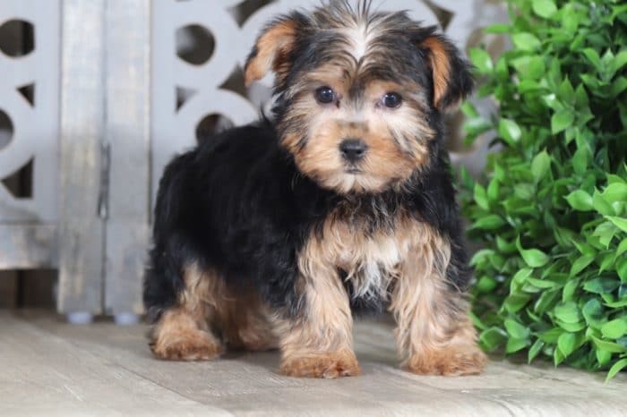 Hops - Adorable Yorkie Puppy - Image 3