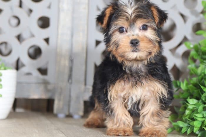 Hops - Adorable Yorkie Puppy - Image 4