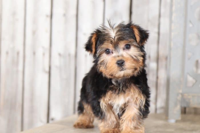 Hops - Adorable Yorkie Puppy - Image 5