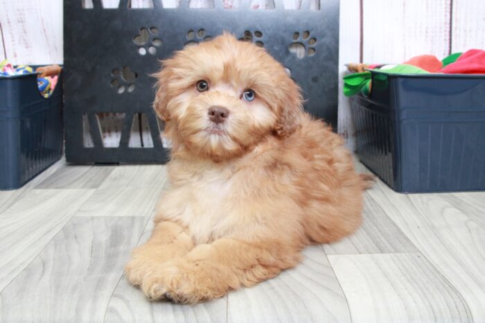 Ink - Cute Red Male Shih-Poo Puppy