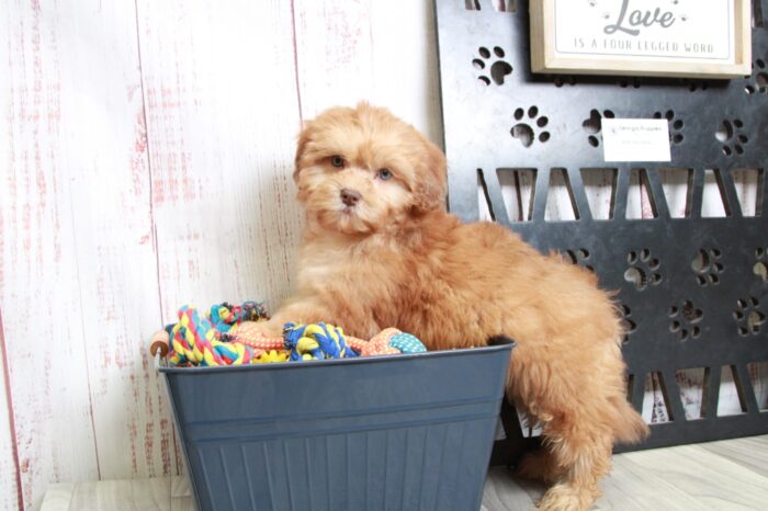 Ink - Cute Red Male Shih-Poo Puppy - Image 6