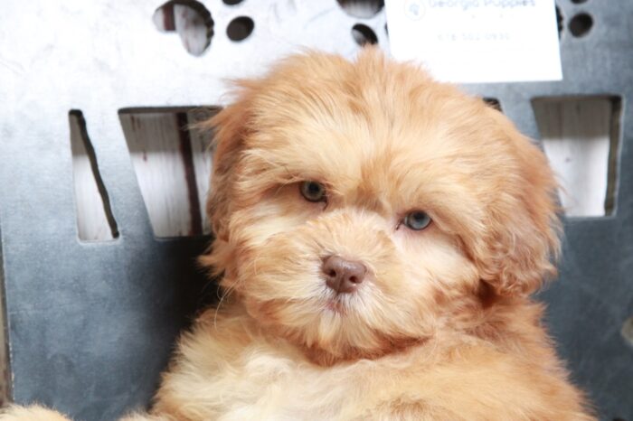 Ink - Cute Red Male Shih-Poo Puppy - Image 5