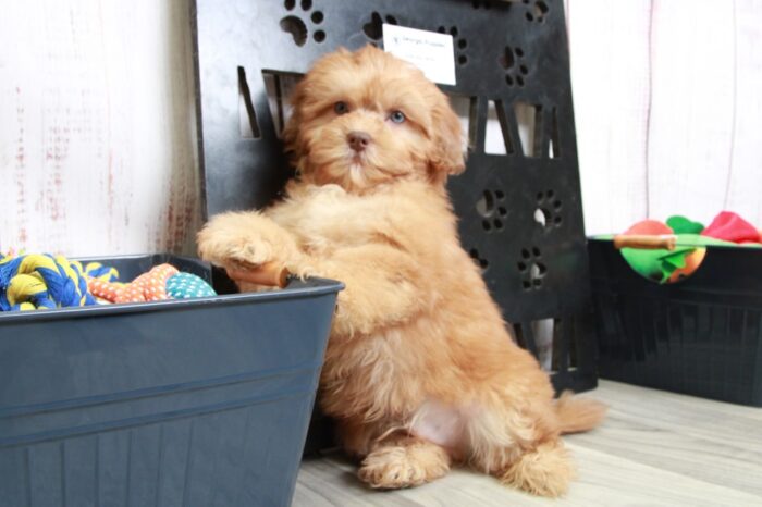 Ink - Cute Red Male Shih-Poo Puppy - Image 4