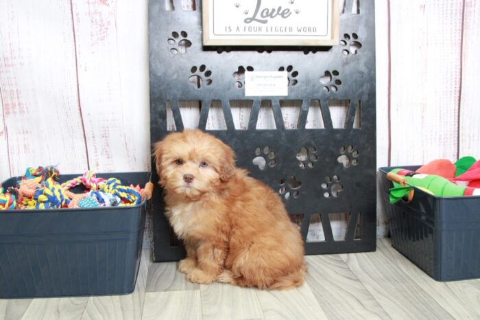 Ink - Cute Red Male Shih-Poo Puppy - Image 3