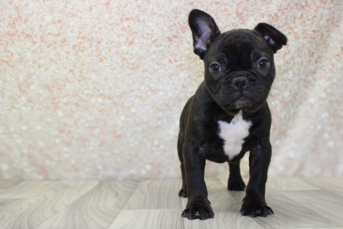 Iroh- Handsome Male Frenchton Puppy - Image 2