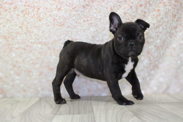 Iroh- Handsome Male Frenchton Puppy - Image 3