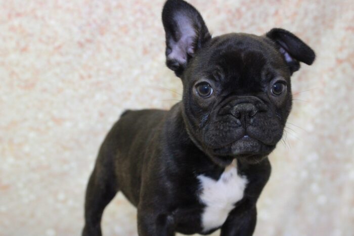 Iroh- Handsome Male Frenchton Puppy