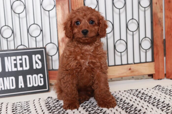 Ivan- Fun Little Red Male F1B Cavapoo Puppy