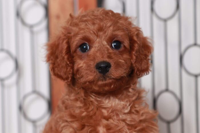 Ivan- Fun Little Red Male F1B Cavapoo Puppy - Image 2