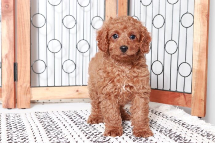 Ivan- Fun Little Red Male F1B Cavapoo Puppy - Image 3