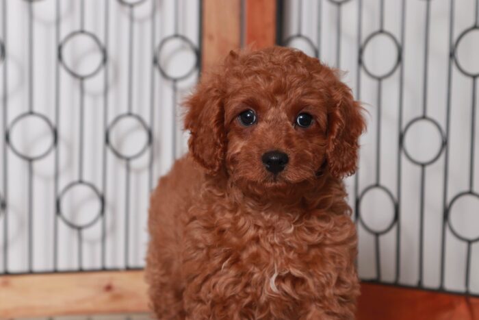 Ivan- Fun Little Red Male F1B Cavapoo Puppy - Image 4