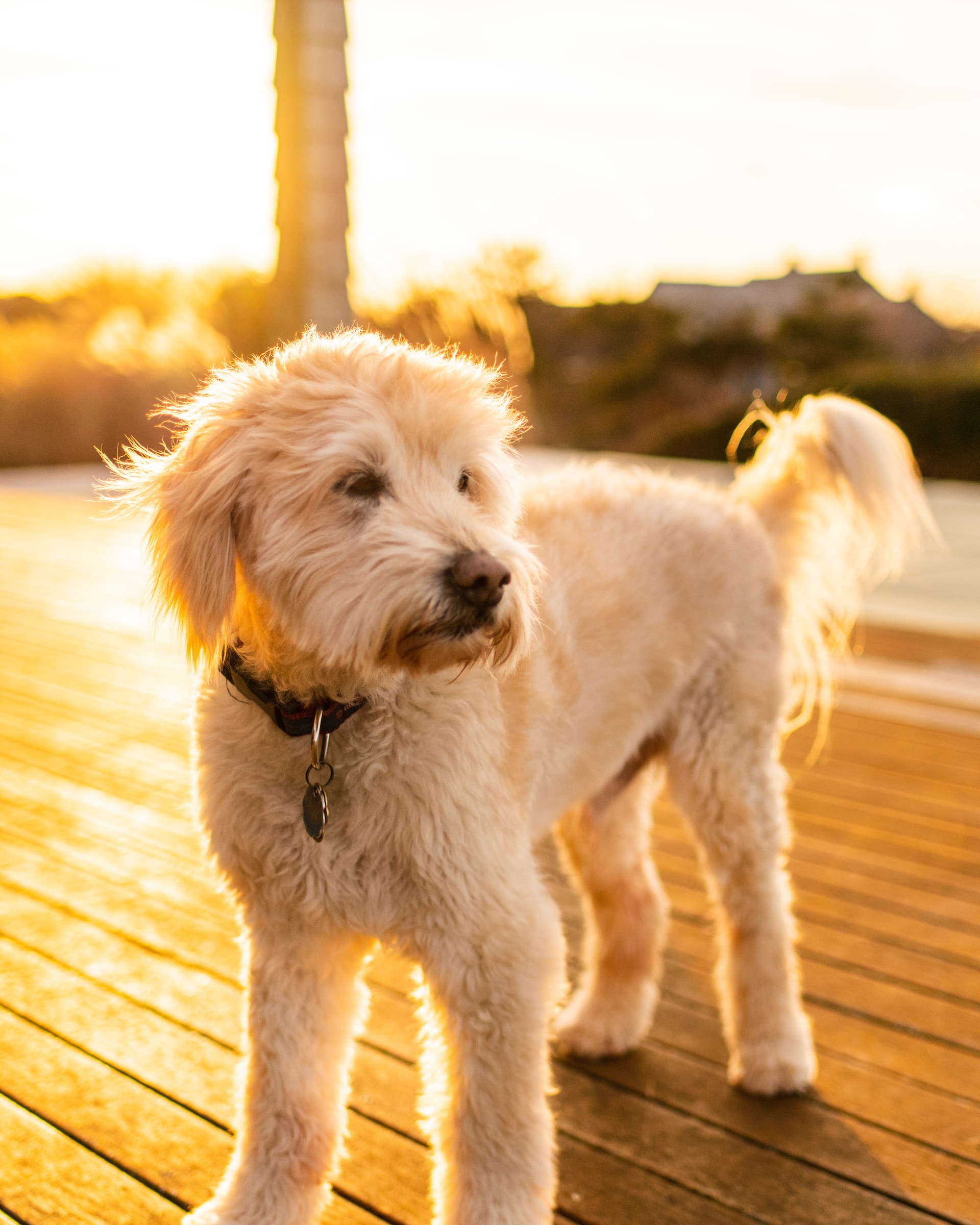 Debunking the Myth: Goldendoodles being Hypoallergenic