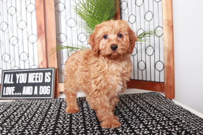 Jarvis- Spunky Red Male Goldendoodle Puppy