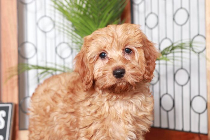 Jarvis- Spunky Red Male Goldendoodle Puppy - Image 2